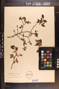 Vaccinium fuscatum image