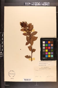 Vaccinium fuscatum image