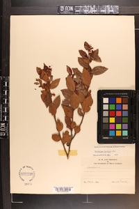 Vaccinium fuscatum image