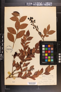 Vaccinium fuscatum image