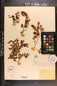 Vaccinium floridanum image