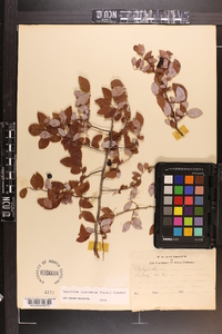 Vaccinium floridanum image