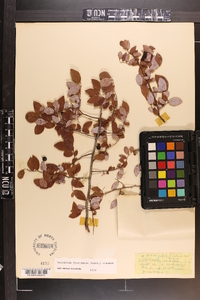 Vaccinium floridanum image