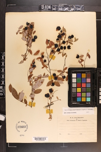 Vaccinium floridanum image