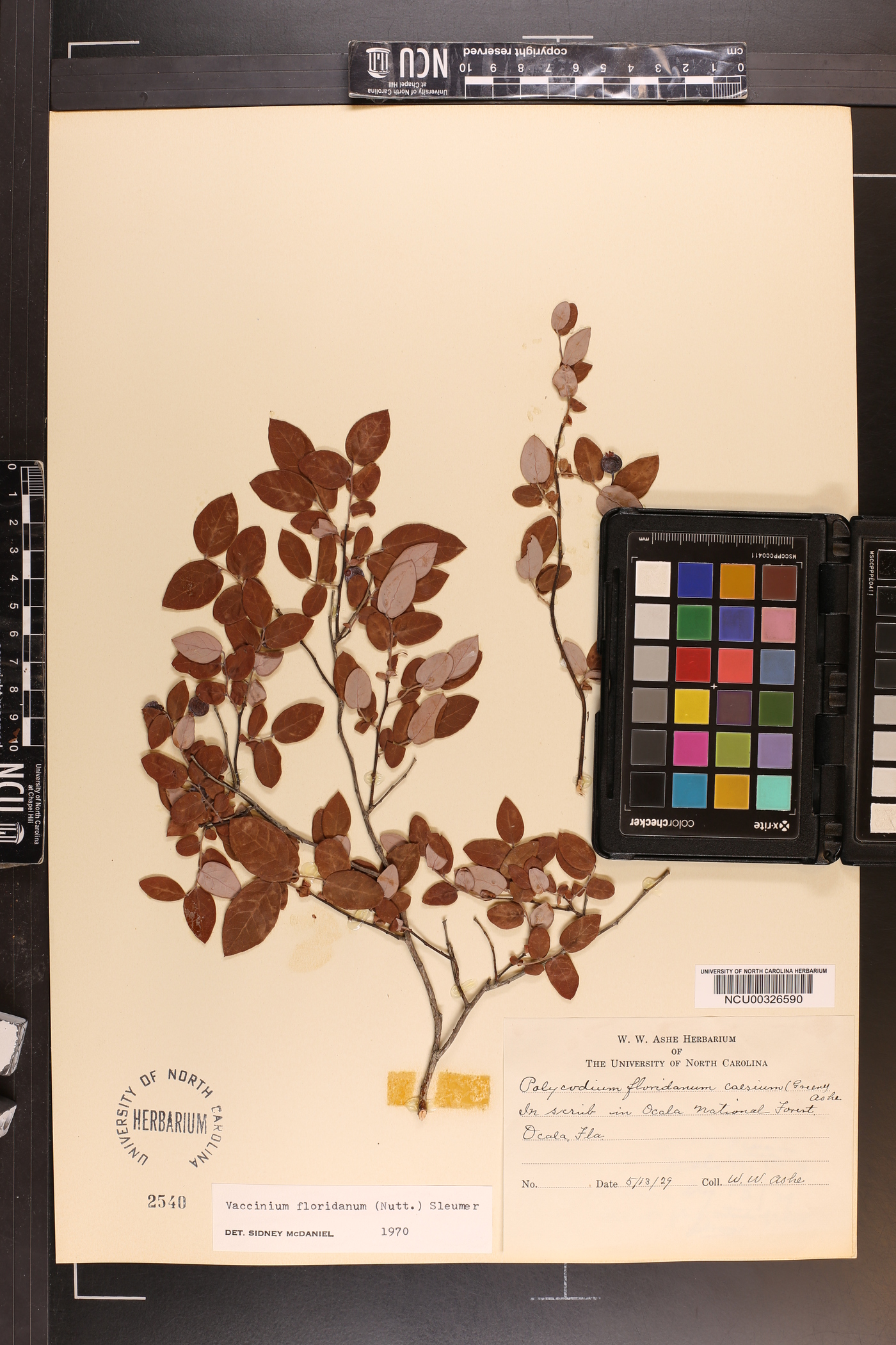 Vaccinium floridanum image