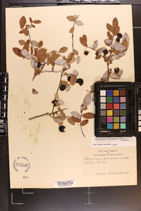 Vaccinium floridanum image