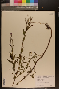 Rhexia aristosa image