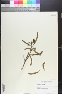 Broussonetia papyrifera image