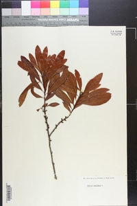 Myrica cerifera image