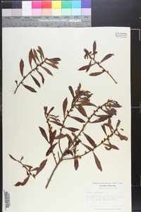 Myrica cerifera image