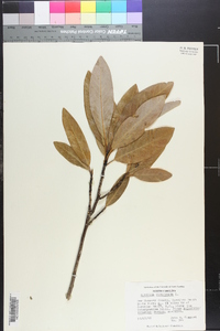 Magnolia virginiana image