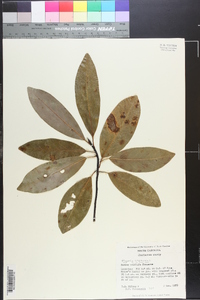 Magnolia virginiana image