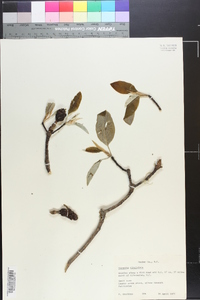 Magnolia virginiana image