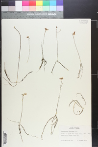 Utricularia floridana image