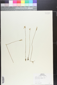 Utricularia juncea image