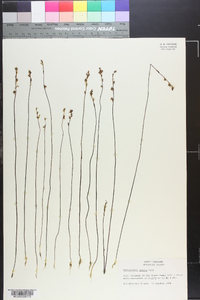 Utricularia juncea image