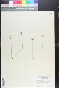 Utricularia juncea image