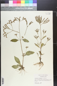 Cynoctonum mitreola image