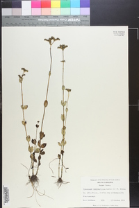 Mitreola sessilifolia image