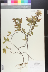 Gelsemium sempervirens image