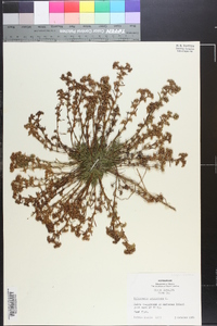 Polypremum procumbens image