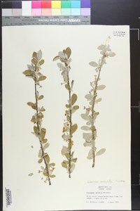 Elaeagnus pungens image