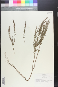 Lythrum lineare image