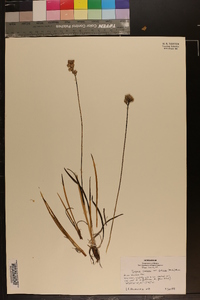 Tofieldia racemosa var. glutinosa image