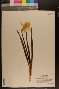 Narcissus pseudonarcissus image