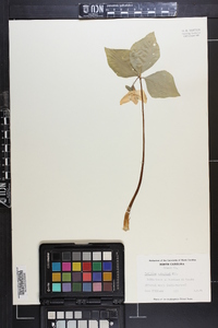 Trillium catesbaei image