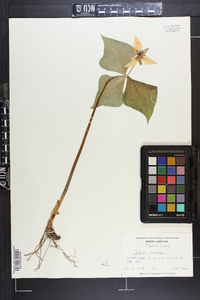 Trillium cernuum image