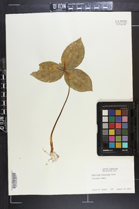 Trillium discolor image