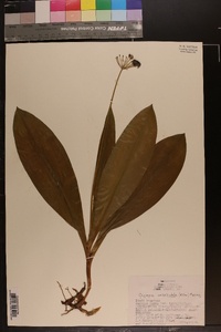 Clintonia umbellulata image