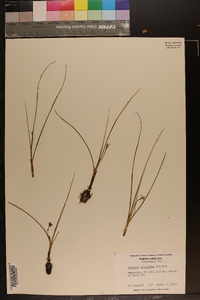 Hypoxis micrantha image