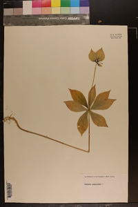 Medeola virginiana image