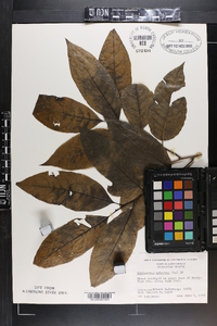 Oxydendrum arboreum image