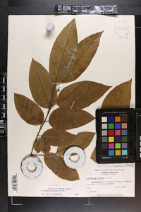 Oxydendrum arboreum image