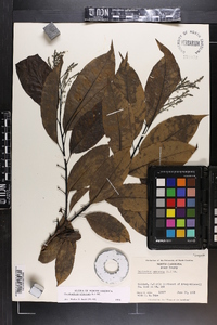 Oxydendrum arboreum image