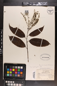 Oxydendrum arboreum image