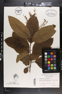 Oxydendrum arboreum image