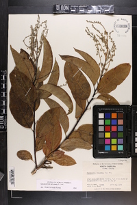 Oxydendrum arboreum image