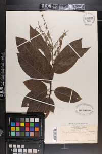 Oxydendrum arboreum image