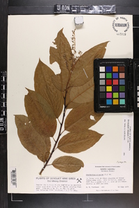 Oxydendrum arboreum image