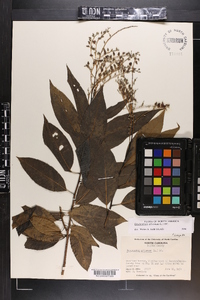 Oxydendrum arboreum image