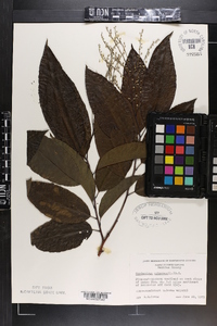 Oxydendrum arboreum image