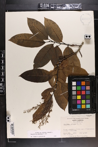 Oxydendrum arboreum image