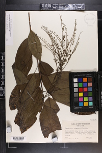 Oxydendrum arboreum image