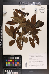 Oxydendrum arboreum image