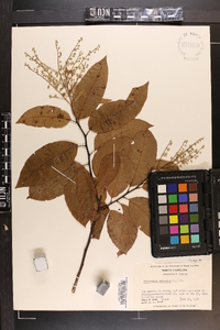 Oxydendrum arboreum image