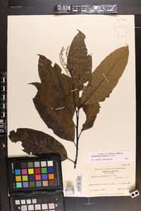 Oxydendrum arboreum image